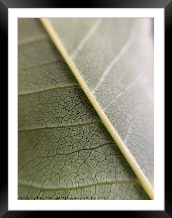 Macro Framed Mounted Print by Mikey Cartwright