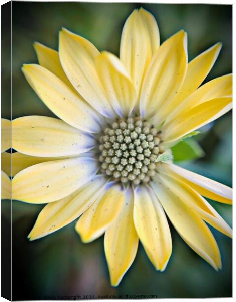 Plant flower Canvas Print by Mikey Cartwright