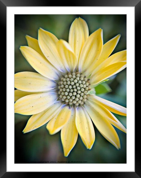 Plant flower Framed Mounted Print by Mikey Cartwright