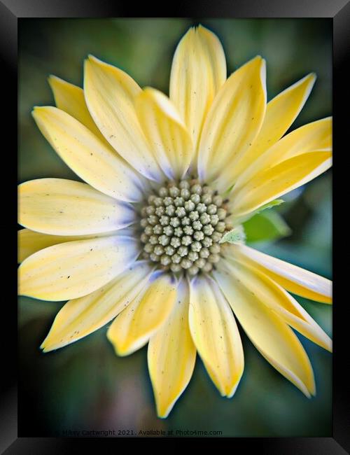 Plant flower Framed Print by Mikey Cartwright