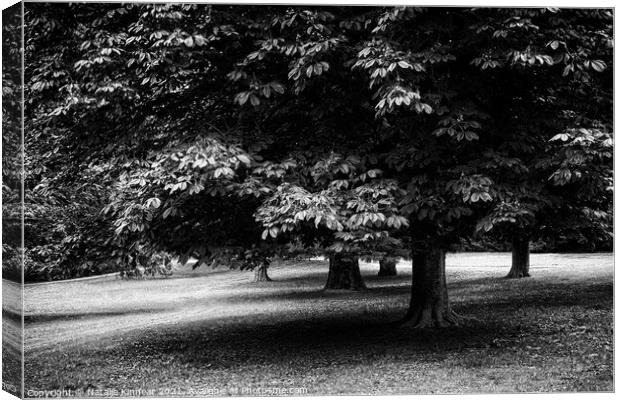 Trees in Black and White Canvas Print by Natalie Kinnear