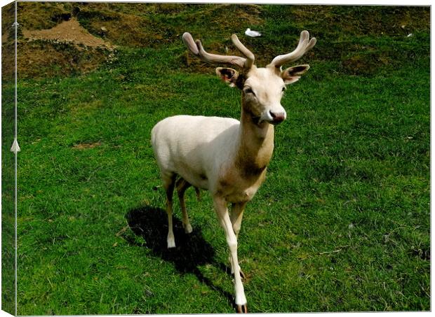 A white deer on a hill side  Canvas Print by Paddy 