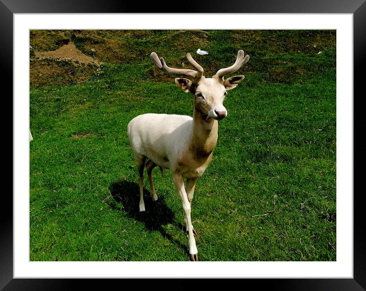 A white deer on a hill side  Framed Mounted Print by Paddy 