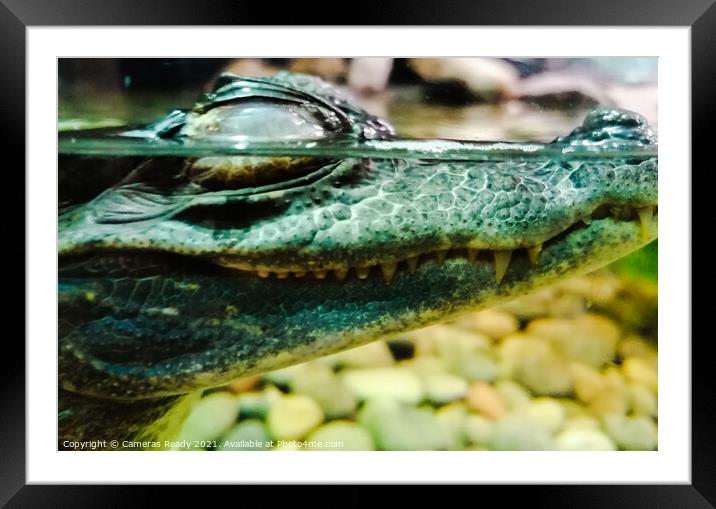 A small baby alligator below the water  Framed Mounted Print by Paddy 