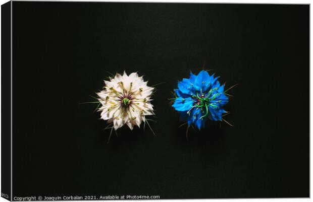 Artistic composition of wild flowers isolated on black backgroun Canvas Print by Joaquin Corbalan