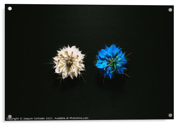Artistic composition of wild flowers isolated on black backgroun Acrylic by Joaquin Corbalan