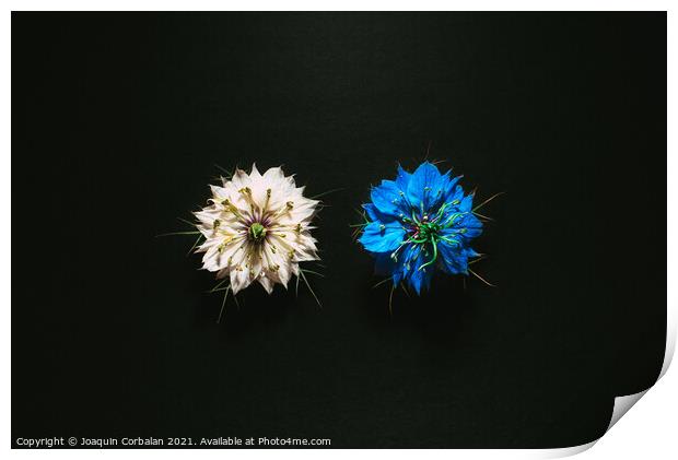 Artistic composition of wild flowers isolated on black backgroun Print by Joaquin Corbalan
