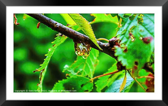 Tree Sap Framed Mounted Print by GJS Photography Artist