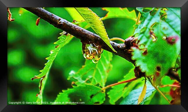 Tree Sap Framed Print by GJS Photography Artist