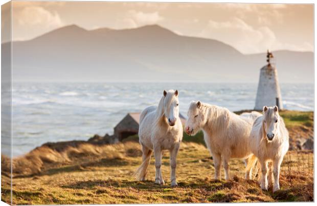 Wild ponies on Ynys Llanddwyn Canvas Print by Rory Trappe