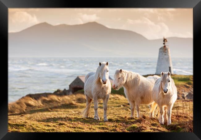 Wild ponies on Ynys Llanddwyn Framed Print by Rory Trappe
