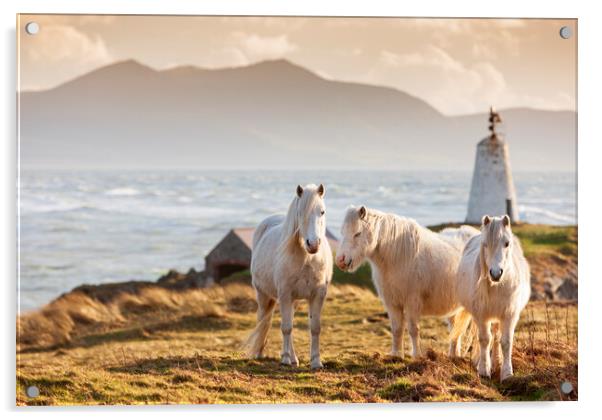 Wild ponies on Ynys Llanddwyn Acrylic by Rory Trappe
