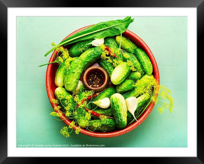 Fresh cucumbers and ingredients for cooking pickled cucumbers Framed Mounted Print by Mykola Lunov Mykola