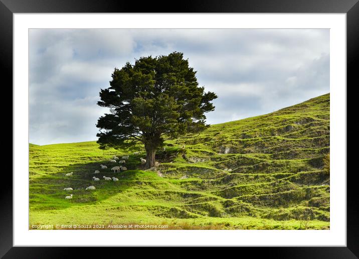 Grazing sheep under lone tree Framed Mounted Print by Errol D'Souza