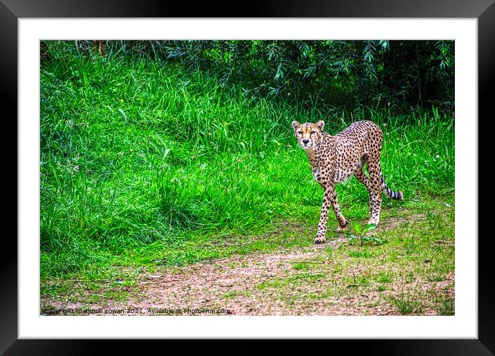 cheetah having a walk Framed Mounted Print by simon cowan
