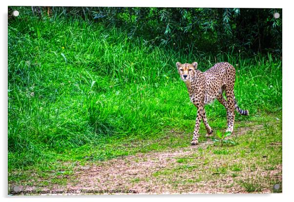 cheetah having a walk Acrylic by simon cowan