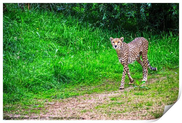 cheetah having a walk Print by simon cowan