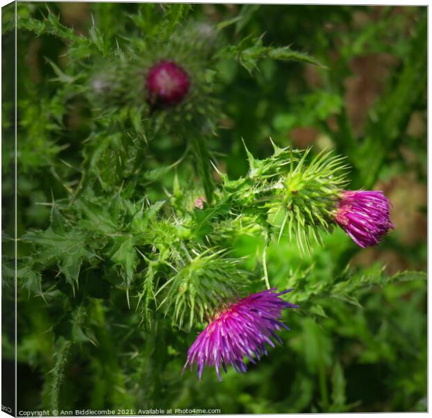 Wild Thistle Canvas Print by Ann Biddlecombe
