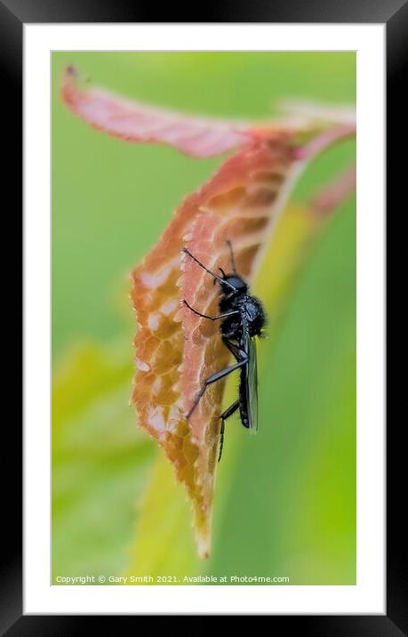 St. Mark's fly (Bibio marci)  Framed Mounted Print by GJS Photography Artist