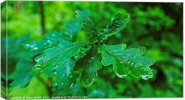 Raindrops on Leaves Canvas Print by GJS Photography Artist