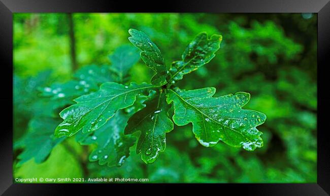 Raindrops on Leaves Framed Print by GJS Photography Artist