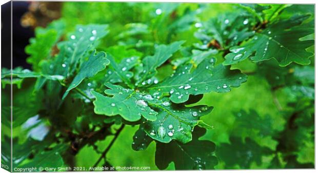 Raindrops on Leaves Canvas Print by GJS Photography Artist