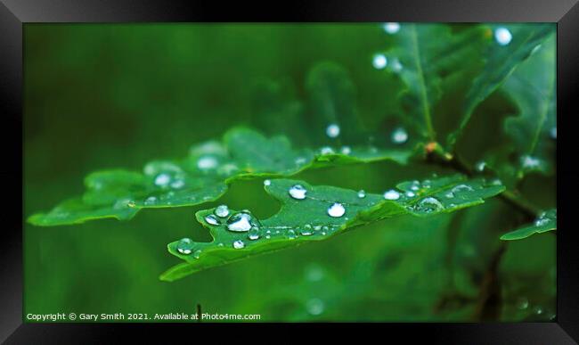 Raindrops Leaves  Framed Print by GJS Photography Artist