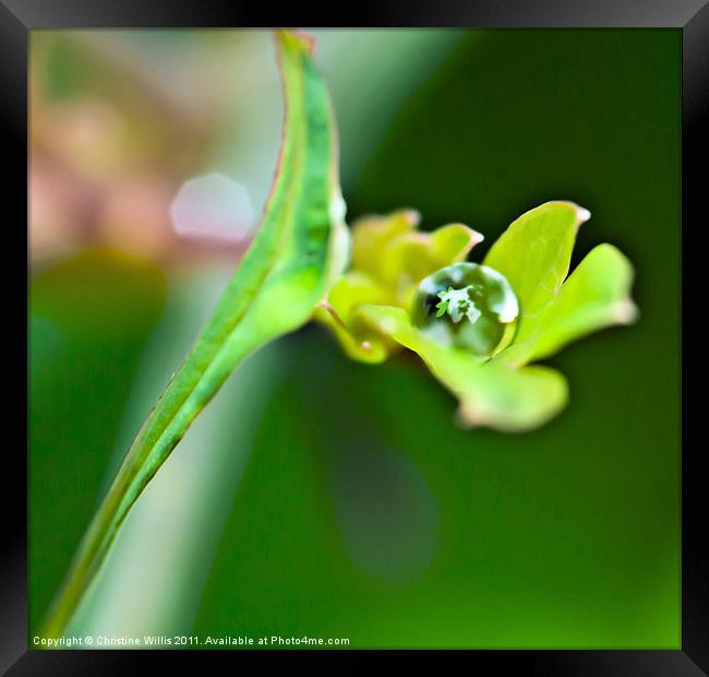 Leaf Within a Leaf Within a Leaf Framed Print by Christine Johnson