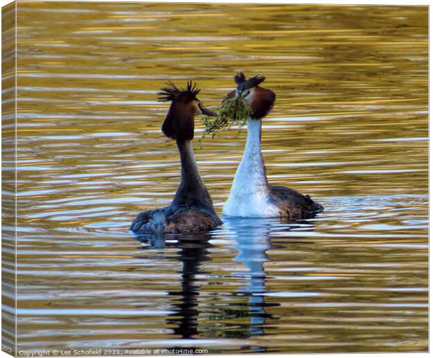 Mating grebes  Canvas Print by Les Schofield