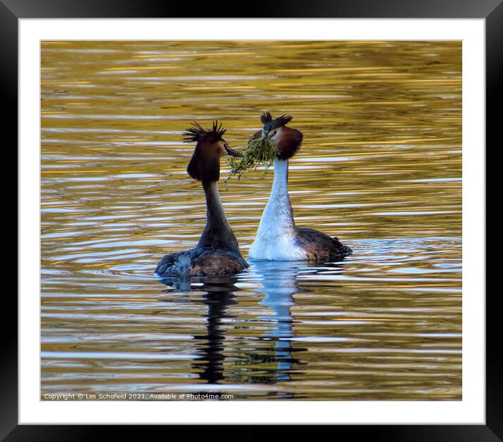 Mating grebes  Framed Mounted Print by Les Schofield