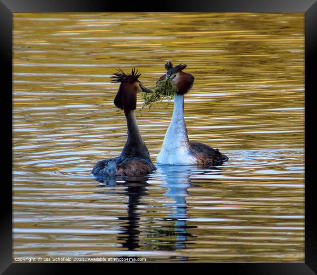 Mating grebes  Framed Print by Les Schofield