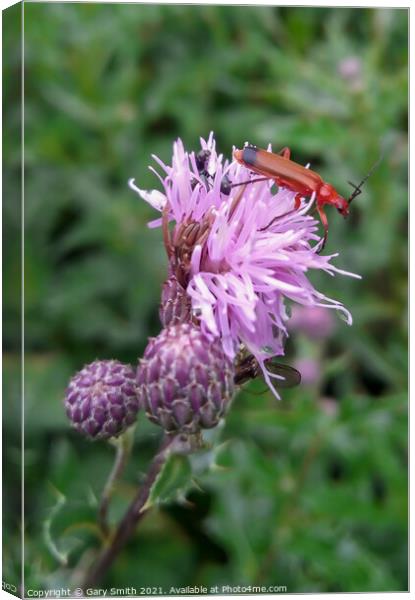 Common Red Soldier Beetle Canvas Print by GJS Photography Artist