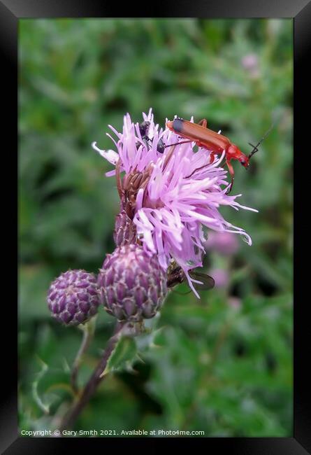 Common Red Soldier Beetle Framed Print by GJS Photography Artist