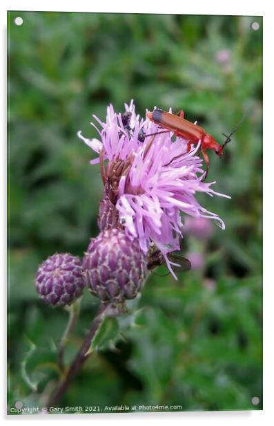 Common Red Soldier Beetle Acrylic by GJS Photography Artist