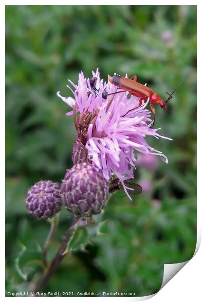 Common Red Soldier Beetle Print by GJS Photography Artist