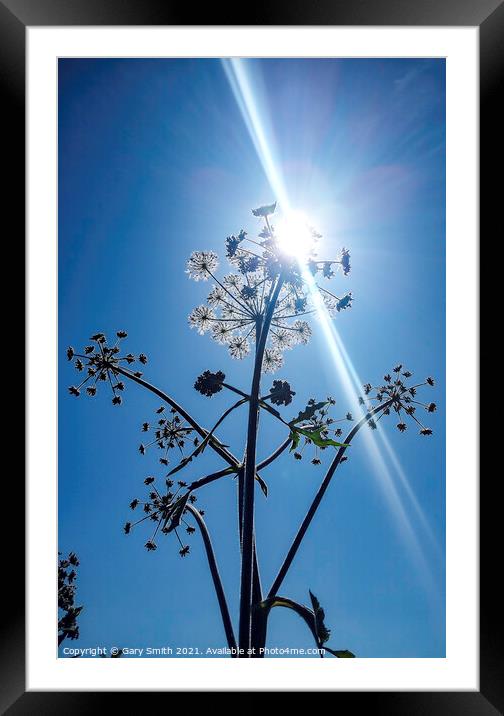 Sun Beaming Through Hogweed Framed Mounted Print by GJS Photography Artist