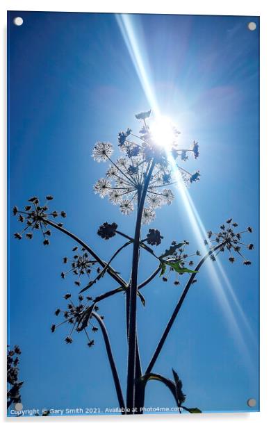 Sun Beaming Through Hogweed Acrylic by GJS Photography Artist