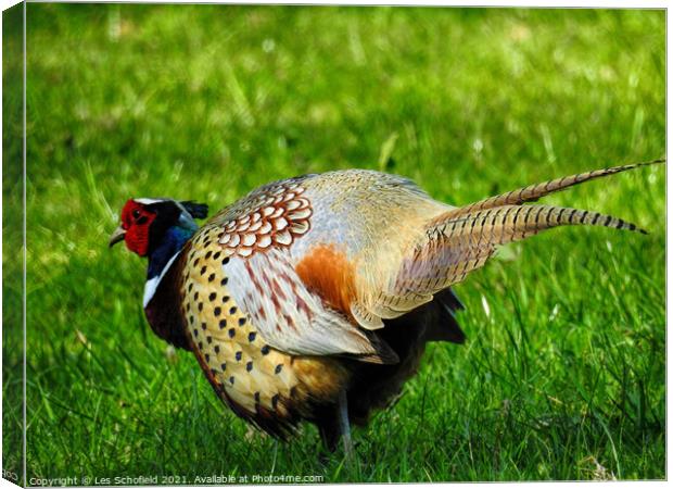 Colorful Pheasant Canvas Print by Les Schofield