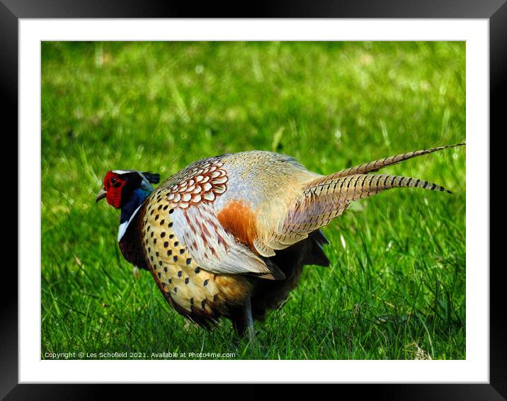 Colorful Pheasant Framed Mounted Print by Les Schofield