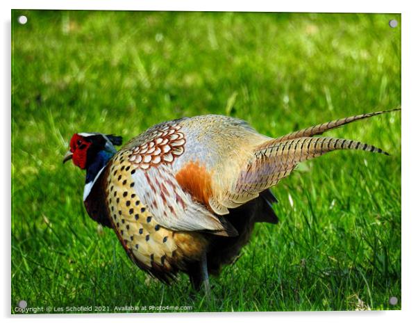 Colorful Pheasant Acrylic by Les Schofield