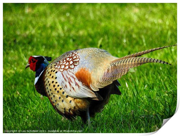 Colorful Pheasant Print by Les Schofield