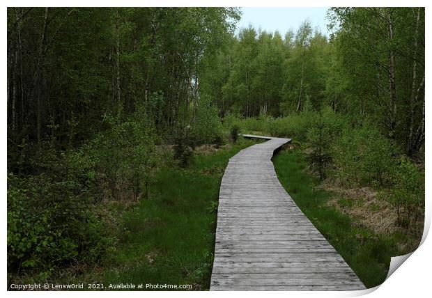 Wooden path leading through a forest Print by Lensw0rld 