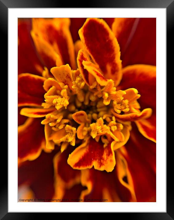 A close up of a flower Framed Mounted Print by Mikey Cartwright