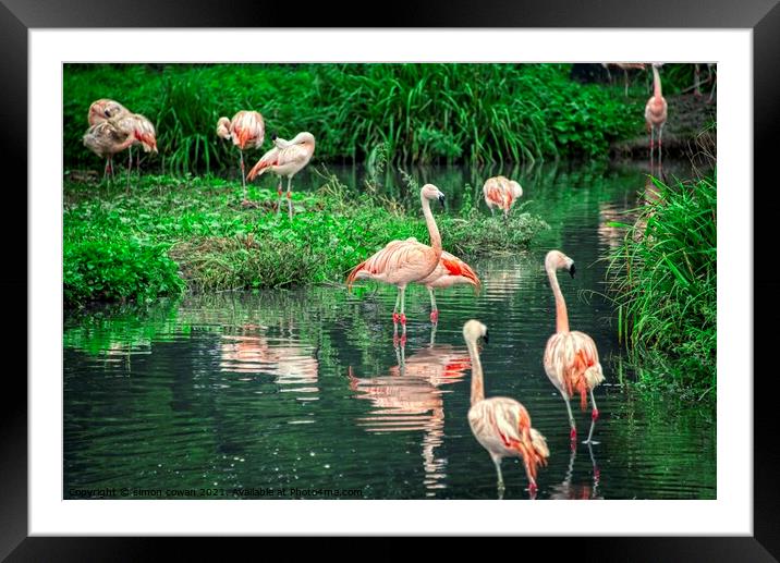 flamingo @ Washington Wetland centre Framed Mounted Print by simon cowan