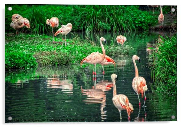 flamingo @ Washington Wetland centre Acrylic by simon cowan