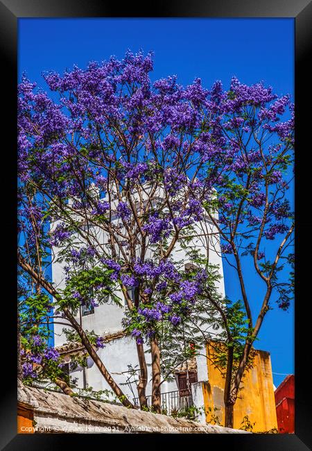 Colorful Buildings Jacaranda Flowers Santa Cruz Garden District  Framed Print by William Perry