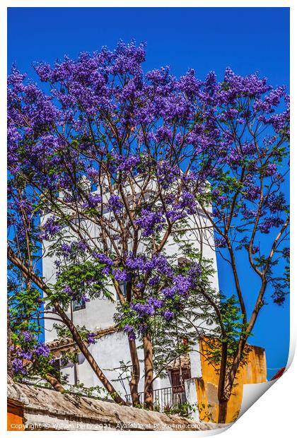 Colorful Buildings Jacaranda Flowers Santa Cruz Garden District  Print by William Perry