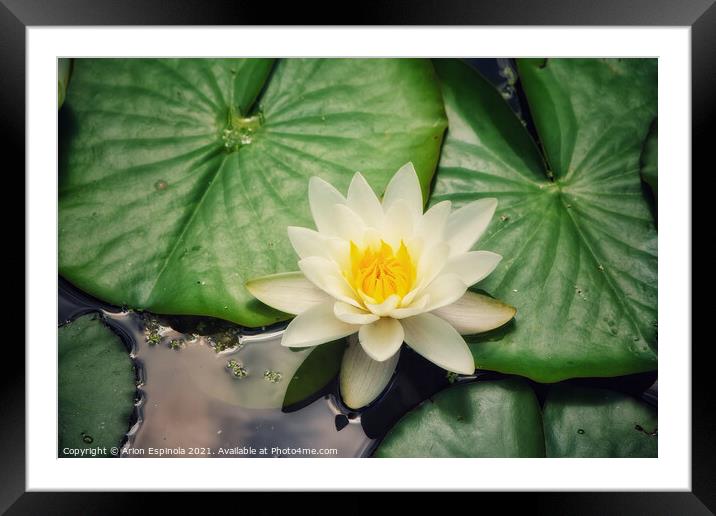 White Water Lily Framed Mounted Print by Arion Espinola