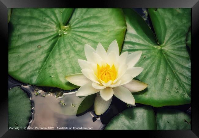 White Water Lily Framed Print by Arion Espinola