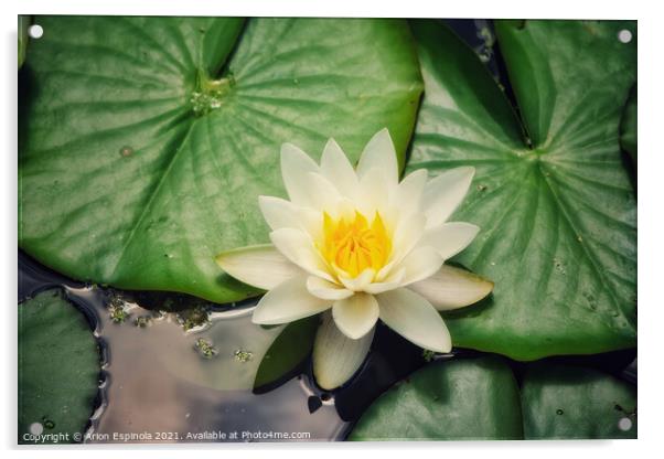 White Water Lily Acrylic by Arion Espinola